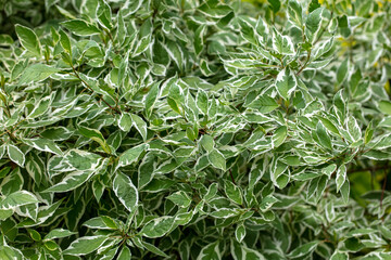 Green leaves on an ornamental plant