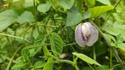 Centrosema virginianum is a species of plant from the butterfly pea species belonging to the Fabaceae tribe. This plant is widespread in Uruguay, West Hindi, southeastern America, to Africa. Centrosem