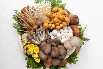 たくさんの種類のきのこ