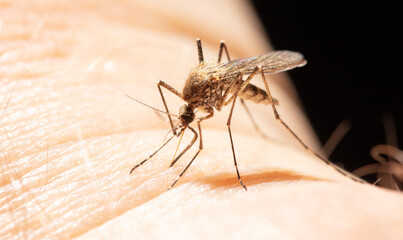 A mosquito drinks blood on human skin.