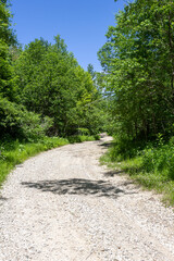 summer, dirt road, nature, woodland, sky, panorama of the area,sunny day.