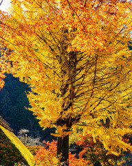 autumn leaves background