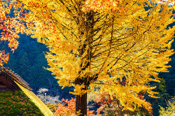 autumn tree background