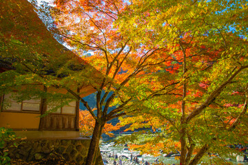 autumn in the park