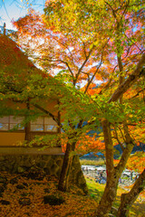 autumn in the park