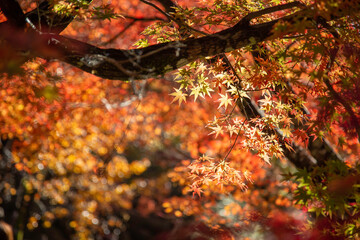 autumn leaves on the ground