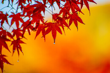 red autumn leaves