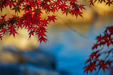 red autumn leaves