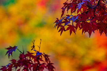 leaves
