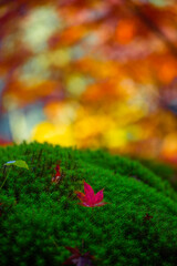 grass in the forest
