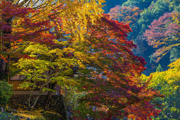 colorful autumn trees