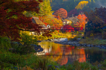 autumn in the forest