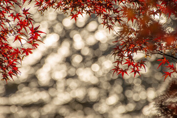 red christmas tree