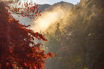 fire in the forest