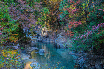 river in the forest