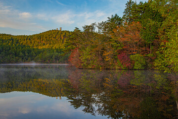 autumn in the forest