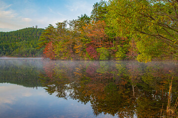 autumn in the forest