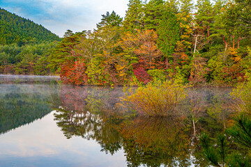 autumn in the forest