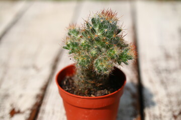 Mammillaria elongata kaktus