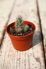 Mammillaria elongata kaktus