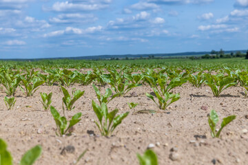 Sugar beet in an agricultural field in the summer