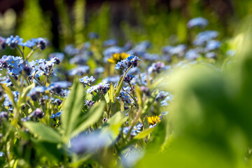 beautiful blue flowers in the spring season