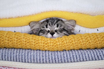 warming up in winter, gray kitten sleeps in a pile of knitted sweaters. winter season concept. autumn mood. - obrazy, fototapety, plakaty