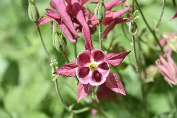 Obraz premium Fantastic Look Into the Center of a Pink Columbine
