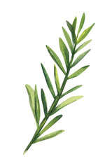 Fototapeta premium Watercolor illustration, botanical painting, green plants, leaves 