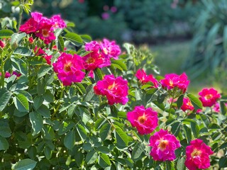 Rose shrub with bright pink flowers in the garden.