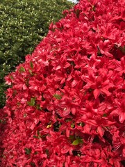 Rhododendron Festival in Okaya City, Japan 