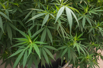 Legal medicinal cannabis plant in a farm grower in Southeast Asia. Close up on marijuana green leaves that is use for treatment medicine.