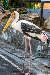 the closeup image of painted stork.
 It is a large wader in the stork family. It is found in the wetlands of the plains of tropical Asia south of the Himalayas in the Indian Subcontinent and SEA