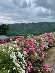 Takato Rose Festival 2020