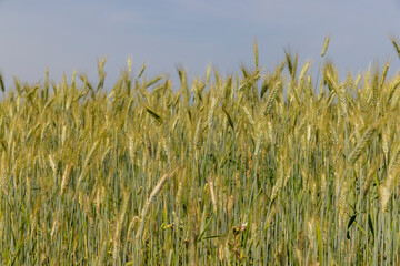 Fototapeta premium Wheat field with unripe wheat swaying in the wind
