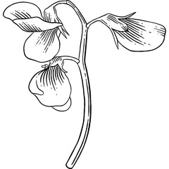 Hand drawn Sweet Pea Flower Sketch Illustration