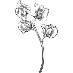 Hand drawn Sweet Pea Flower Sketch Illustration - obrazy, fototapety, plakaty
