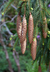Evergreen Tree with Pine Cones Hanging Down