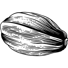 Hand drawn Cacao Sketch Illustration