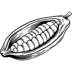 Hand drawn Cacao Sketch Illustration