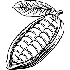 Hand drawn Cacao Sketch Illustration