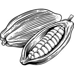 Hand drawn Cacao Sketch Illustration