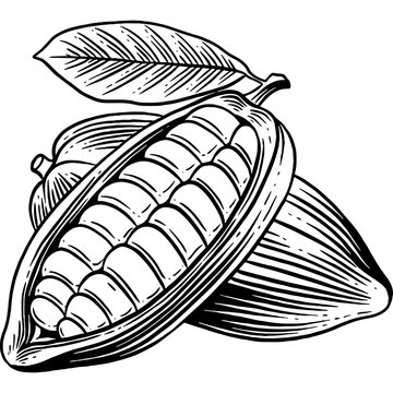 Hand drawn Cacao Sketch Illustration
