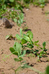 Green pea sprouts in the field