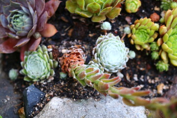 Sempervivum Zuckerwatte Rojnik 