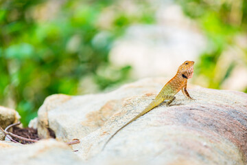 Oriental Garden Lizard