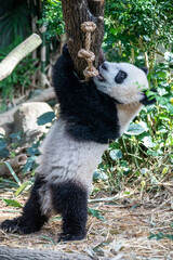 The baby giant panda "Lele" (Ailuropoda melanoleuca) is playing rope in River Safari Singapore. 
This is kind of enrichment activity in zoo. 
A bear native to south central China. 