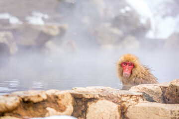 Snow monkey bathe in hot spring