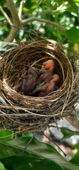 bird nest with eggs