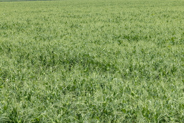 An agricultural field where green peas grow during flowering